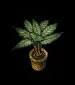screamingmandrake