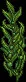 SeaGrapes