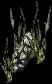 SeaweedFormation