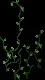 Serpentvine