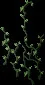 Serpentvine2