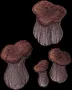 shroomtober2023 zurkhwoodb