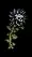skeletalsunflower