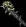 skullclub