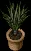 smallpottedgrass