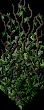 SnakevineHedge2