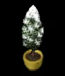 snowcappedjunipertree