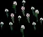 SnowdropCluster