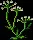 Snowdrops
