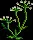 Snowdrops2