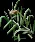 Snowgrass