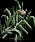 Snowgrass2