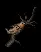 songbirdsonbranch