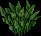 Spadegrass