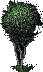 SpiderTreeSapling