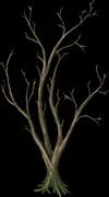 SpindleTree