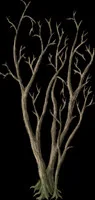 SpindleTree2