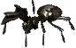 Spitting Spider
