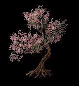 springbloomtree