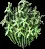 Stargrass