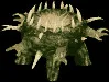 strangehellspikebush