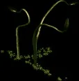 strangehellvines