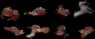 strangelandsrottingcorpses