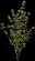 Sumac