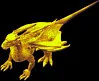 sunwyrmling