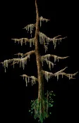 SwampCypress
