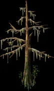 SwampCypress2