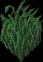 Swampgrass