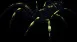 swampspider1