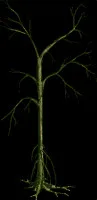 SwampstalkTree