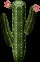 TallCactus