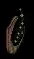 tentacletrophy
