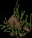 Underbrush
