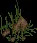Underbrush2