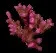 VibrissaCoral