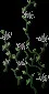 Wallflower3