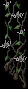 Wallflower5