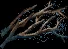 waterloggedbranchg
