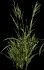 Wheatgrass