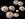 WildMushroom7