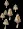 WildMushroom8