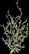 Winterthorn