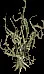 Winterthorn2