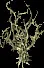 Winterthorn3