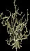 Winterthorn5