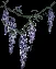 wisteria